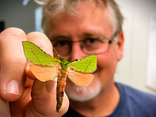 Researcher Mark Stevens hold up a green and pale pink moth 