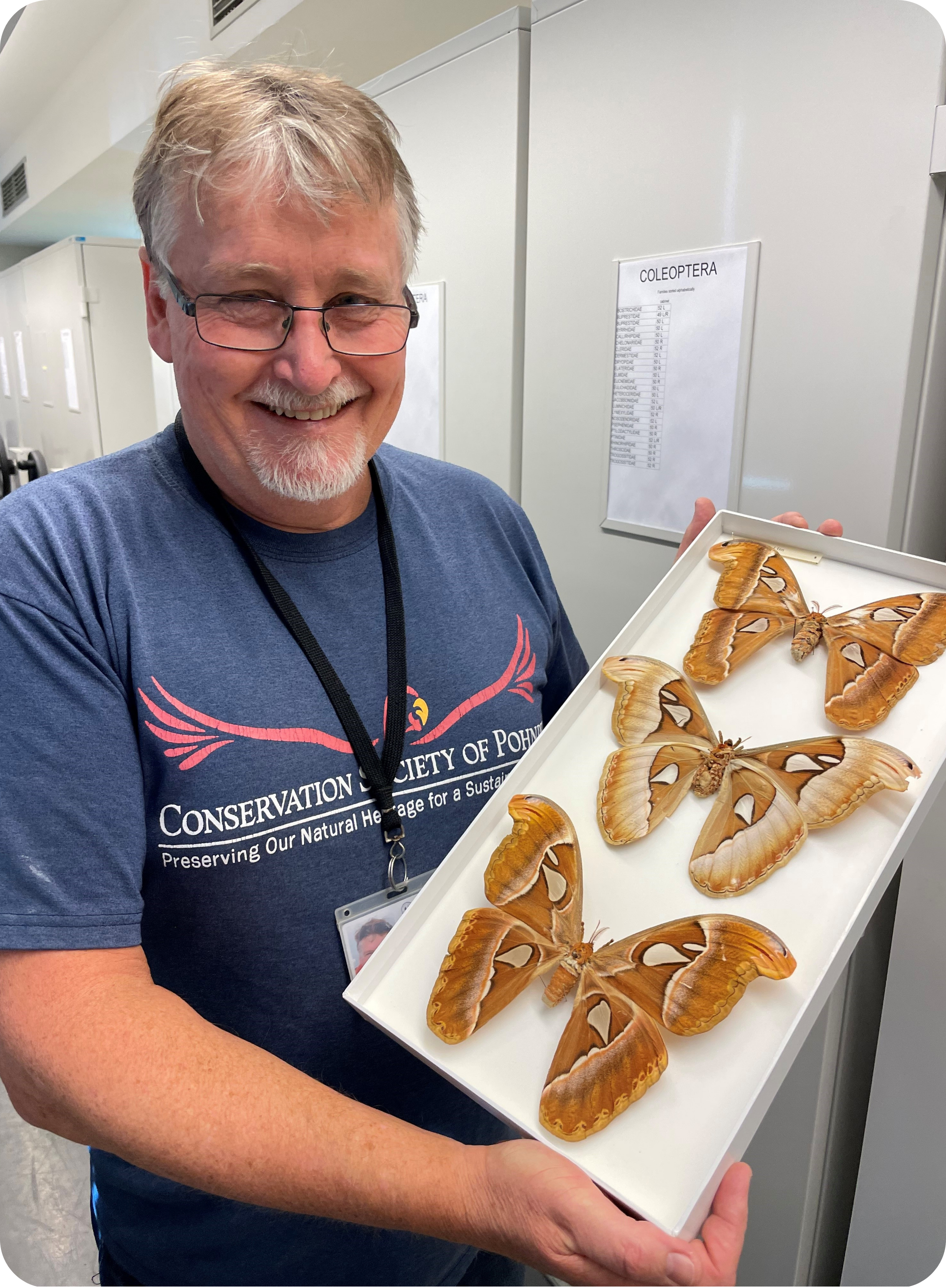 Researcher from the South Australian Museum holding up three atlas moths from the collection.
