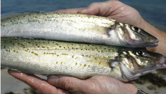 King George Whiting