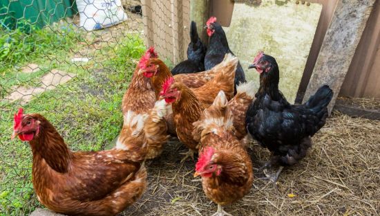chickens