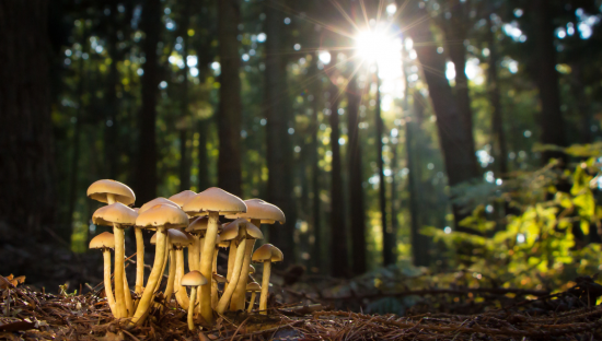 Image of wild mushrooms 