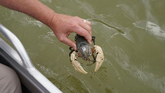 Image of a man holding a Murray crayfish, the man is standing on a boat.