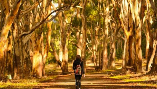 Bushwalking in Belair National Park. Image: Ben Stevens
