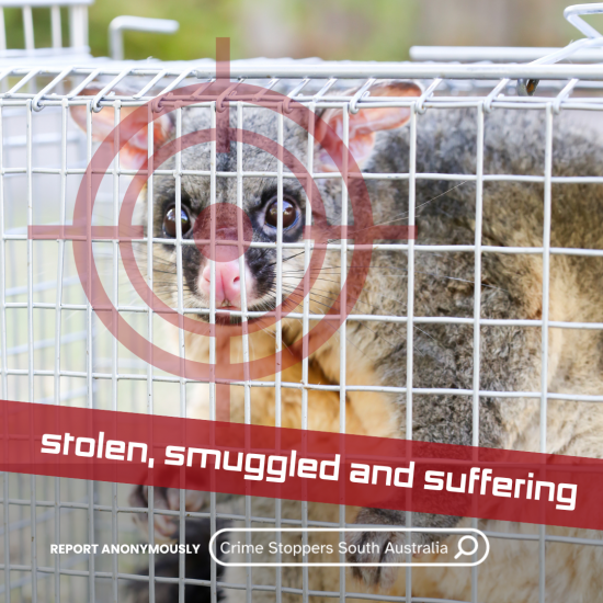 Stolen, Smuggled and Suffering campaign launched.