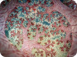 coral