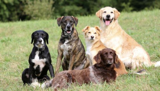 Five dogs of different breeds sit together on grass in an outdoor setting, looking calm and relaxed, with trees in the background