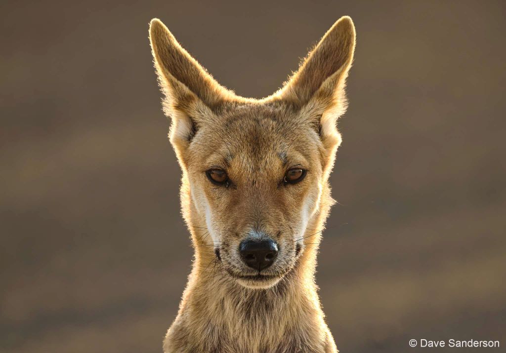 dingo2