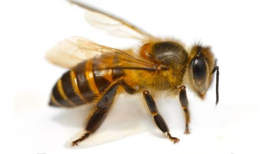 Ligurian bee
