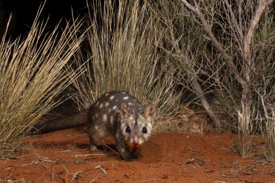 An image of a western quoll walking through the bush 
