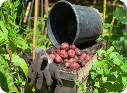 Image of the produce