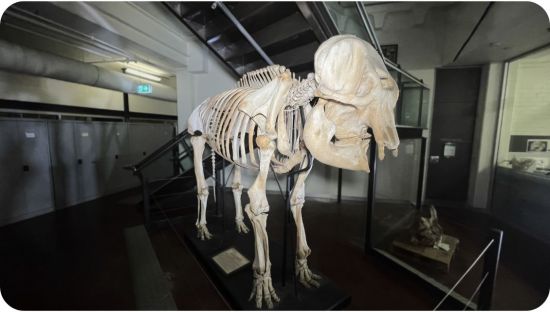 An image of an Indian Elephant skeleton at the South Australian Museum, Miss Siam 