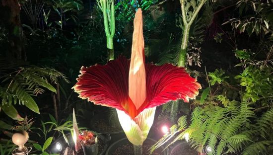 Image of corpse flower in bloom at Adelaide Botanic Garden