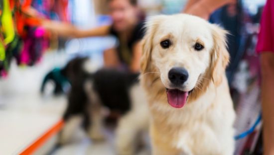 Animallaws