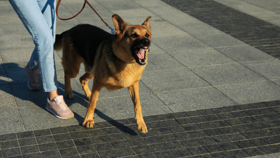 Image of a dog looking to attack