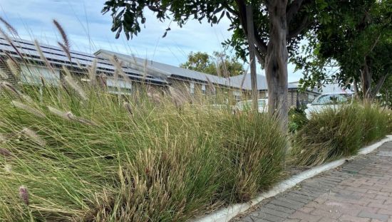 Image of fountain grass