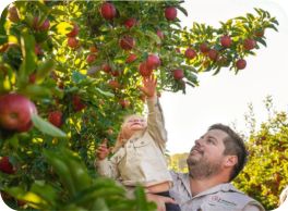 Image of apple picking at Lenswood
